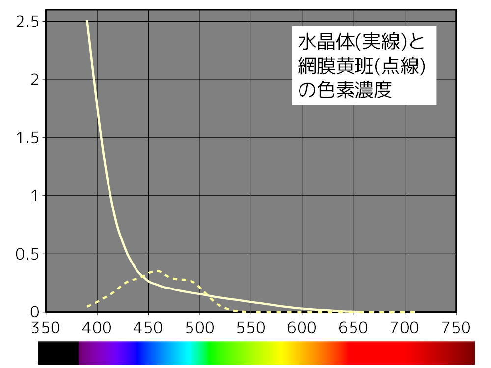 水晶体と網膜黄班の色