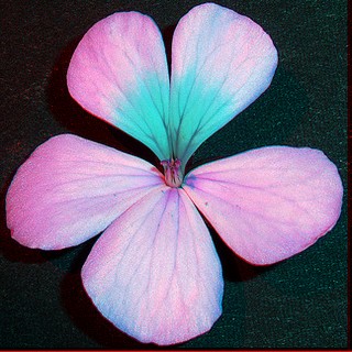 Pelargonium