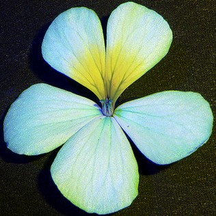 Pelargonium