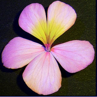 Pelargonium