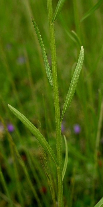 ヘラバヒメジョオン