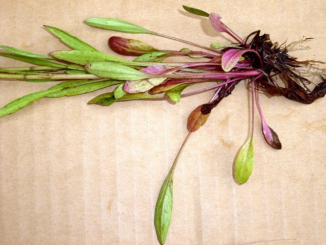 ヘラバヒメジョオン