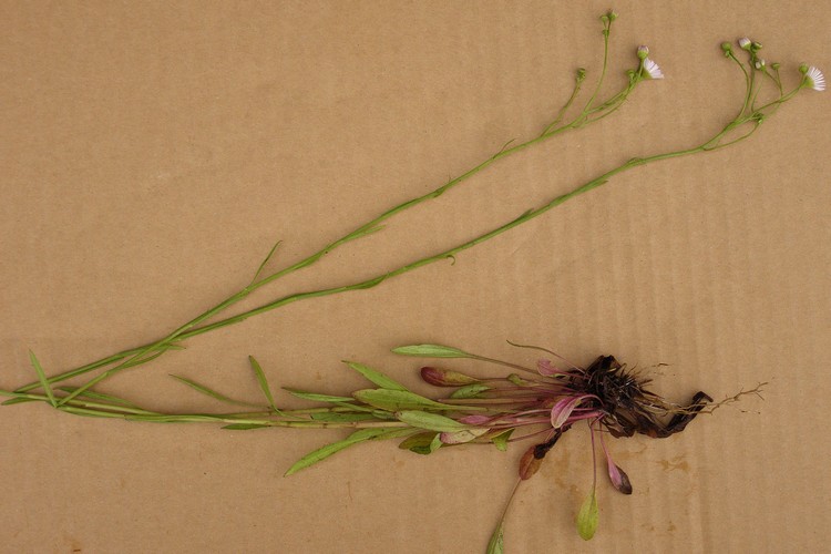 ヘラバヒメジョオン