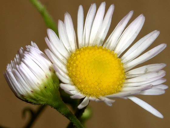 ヘラバヒメジョオン