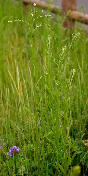 ヘラバヒメジョオン