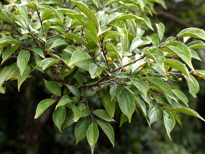 コバノチョウセンエノキ