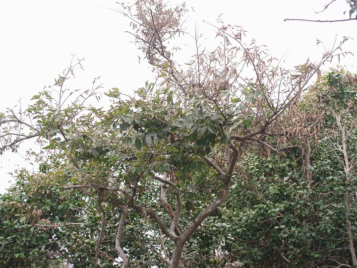 クワノハエノキ